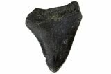 Bargain, Juvenile Megalodon Tooth - North Carolina #172634-1